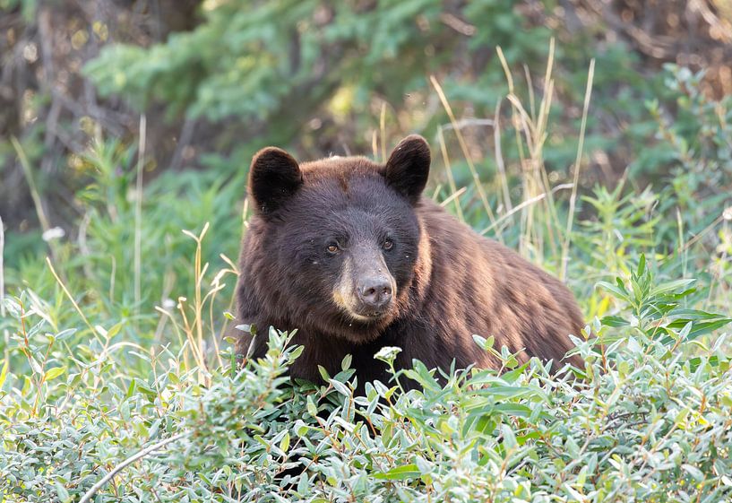 Großer Braunbär im Yukon, Kanada von Inge van den Brande