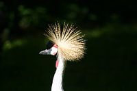 Vogel