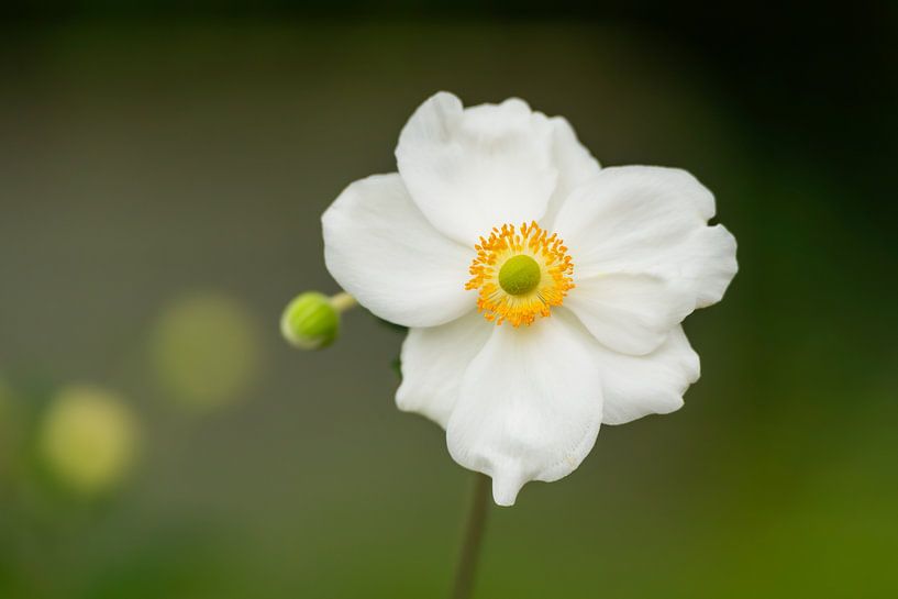 Weiße Herbstanemone in Blüte von Pamela Uyttendaele