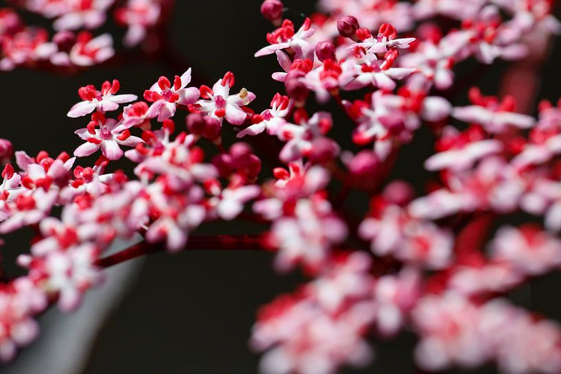 vlierbloesem van Marieke Funke