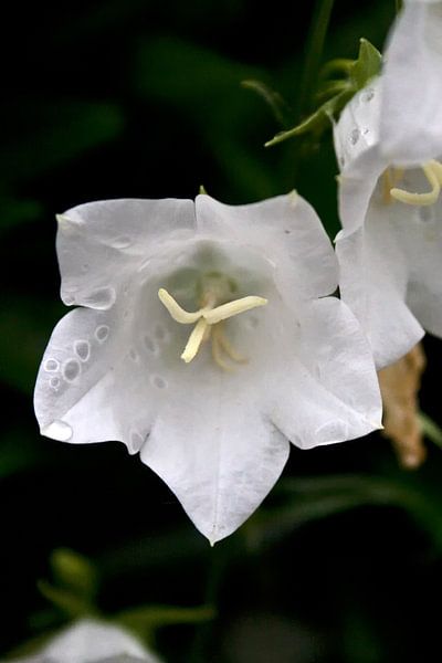 mooie witte kelkjes op een regenachtige dag by foto-fantasie foto-fantasie