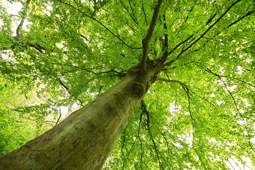 arbre magique par Dirk van Egmond