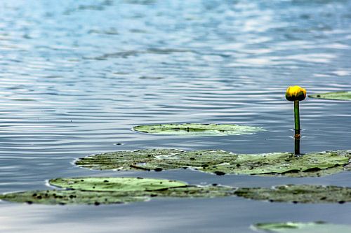 Bad Buchau : De waterlelie