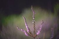 Heather in bloom