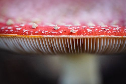 Champignons sur Jantina Mulder