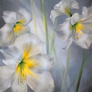 White amaryllis