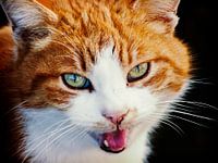 Kat