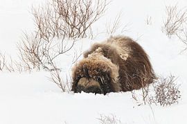Muskox in deep snow in Dovrefjell-Sunndalsfjella National Park N von Frank Fichtmüller