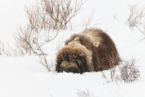 Muskusossen in diepe sneeuw in het nationaal park Dovrefjell-Sunndalsfjella N