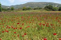 Coquelicots