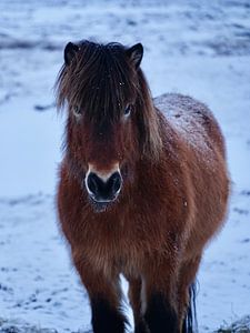 Isländisches Pferd im Schnee von Ellen Zwagerman