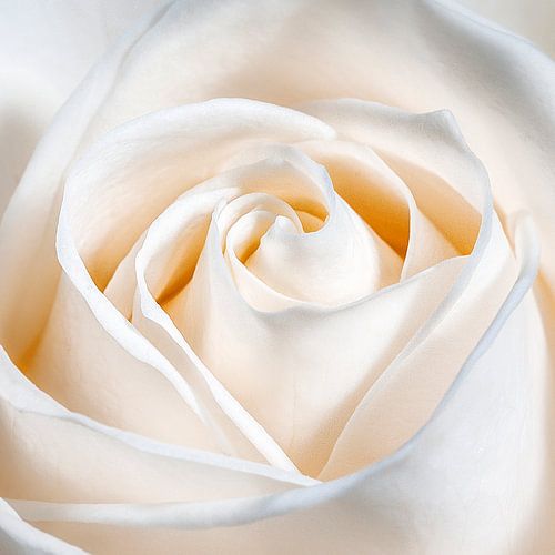 Een liefdes roos