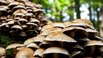 Herfst Paddenstoelen van Liv Jongman