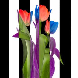 Royal Dutch llI sur Klaartje Majoor