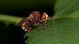 Biology - Macro of Insects - Andrena scotica - Chocolate Mining-Bee on a green Leaf