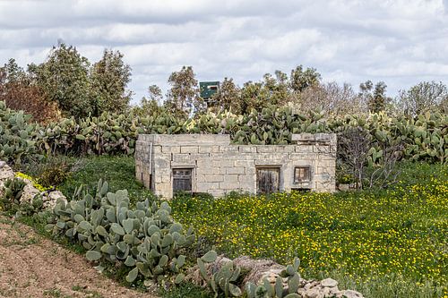 ruine van een huisje op Malta omgeven door cactussen