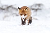Rode vos in de sneeuw van Menno Schaefer thumbnail