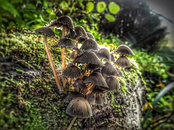 Common micaceous ink fungus