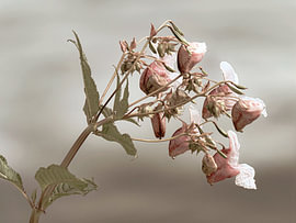 Botanical design in rosé