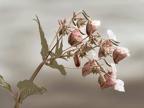 Botanische Struktur in Rosé