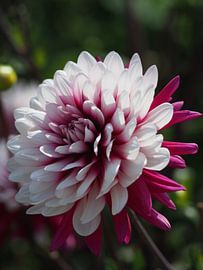 Flower by Nicole Hilgers Zurwellen