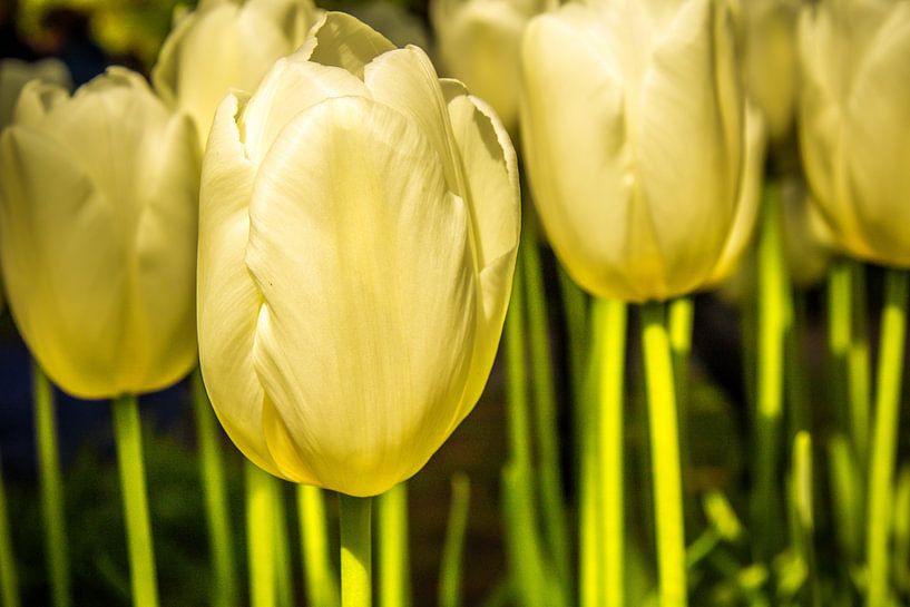 Witte tulpen in de zon van Stedom Fotografie