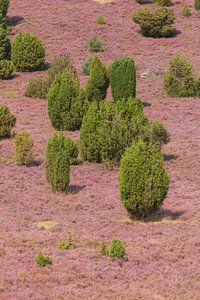 Heidelandschaft mit Heiedeblüte, Totengrund, Wilsede, Naturpark Lüneburger Heide, Niedersachsen, Deu