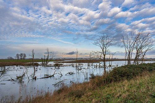 De Biesbosch maakt ruimte voor de rivier