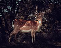 Imposing Fallow Deer in the Forest Fine Art