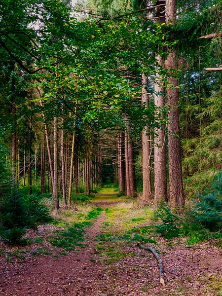 Le chemin vers l'infini par Beeld Creaties Ed Steenhoek | Photographie et images artificielles
