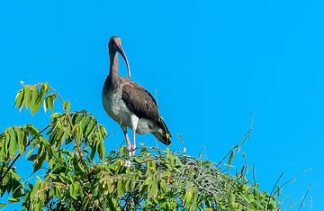 Witte ibis van Maarten Verhees