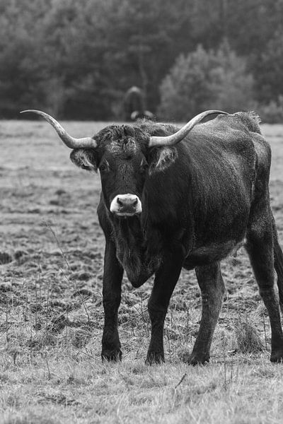 Spanisches Rindfleisch von Sjoerd Montulet