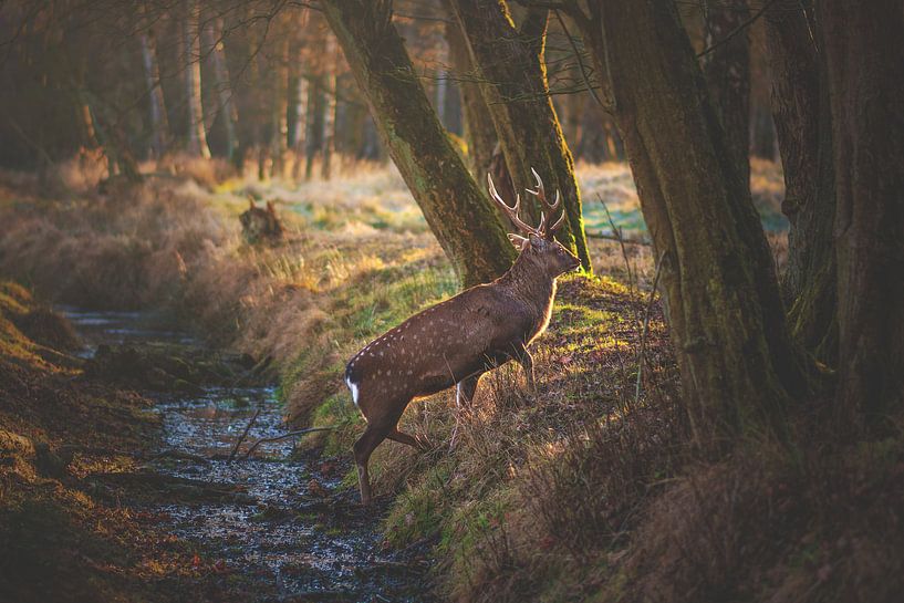 Herten verdwijnen in het bos van Florian Kunde