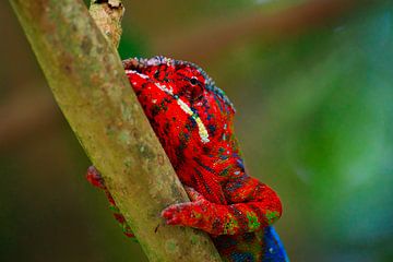 Chameleon climbing on a branch. by Dieter Fischer