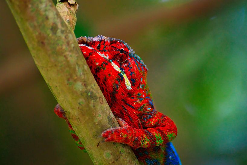 Caméléon grimpant sur une branche. par Dieter Fischer
