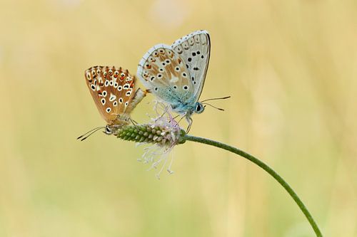 Begattung Silbergrüner Bläuling