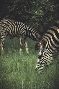 Zebras.