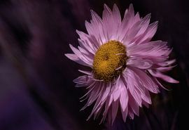 Macro pink flower by Leon Brouwer