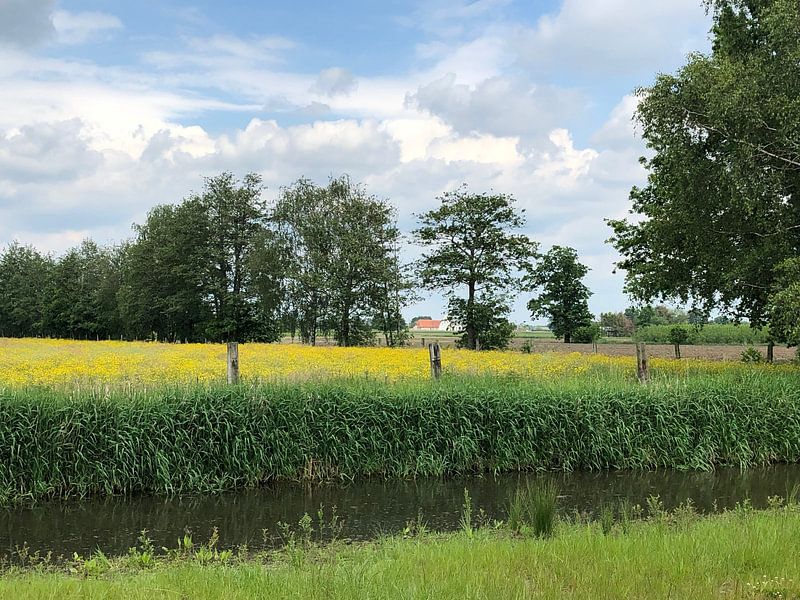 Landschap van tania mol