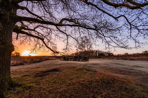 Bunks under a tree during sunrise