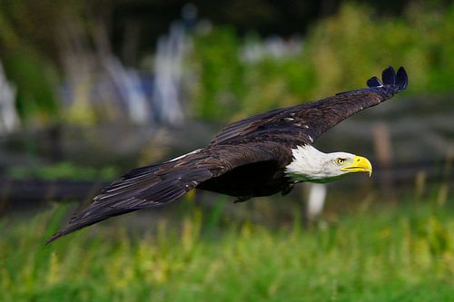 Zeearend von Willem Vernes