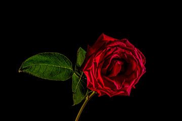 Een rode roos