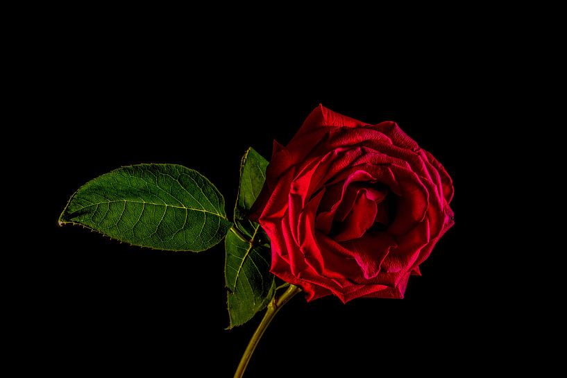 Een rode roos van Patrick Herzberg