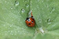 Ladybug