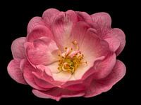 Tea rose on black background