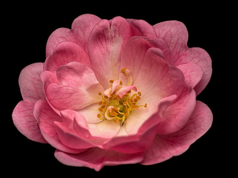 Teerose auf schwarzem Hintergrund von Ruud Overes