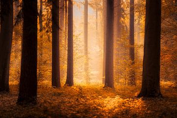 Herfst in het bos van Rik Verslype