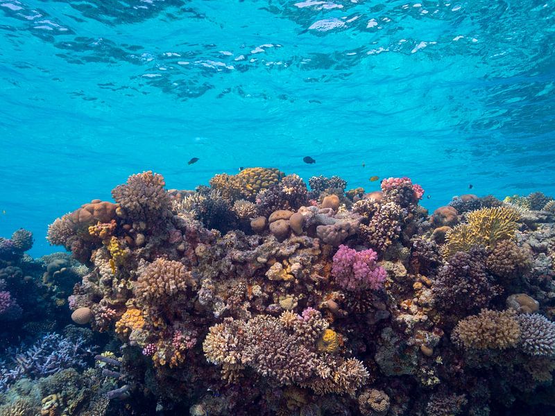 colorfull ocean by Freek van den Driesschen