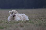 Blond Scottish Highlander calf by Karin van Rooijen Fotografie thumbnail