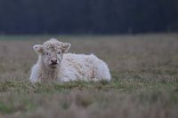 Blond Scottish Highlander calf